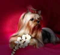 BOB, a male Yorkshire Terrier for sale in Henderson, NV – 3 of 3