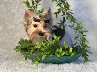 EVEREST, a male Yorkshire Terrier for sale in Henderson, NV – 3 of 6