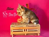BLAZE, a male Yorkshire Terrier for sale in Henderson, NV – 2 of 4
