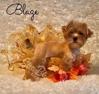 BLAZE, a male Yorkshire Terrier for sale in Henderson, NV – 2 of 4