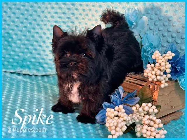 SPIKE, a male Yorkshire Terrier for sale in Henderson, NV – Photo 1 of 5