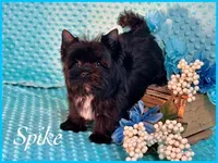 SPIKE, a male Yorkshire Terrier for sale in Henderson, NV – Photo 1 of 5