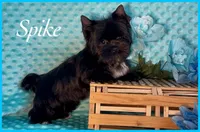 SPIKE, a male Yorkshire Terrier for sale in Henderson, NV – Photo 2 of 5