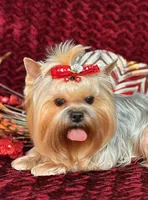 SPIKE, a male Yorkshire Terrier for sale in Henderson, NV – Photo 4 of 5