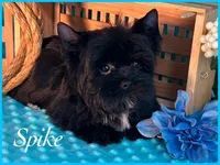 SPIKE, a male Yorkshire Terrier for sale in Henderson, NV – Photo 3 of 5