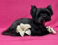 SPIKE, a male Yorkshire Terrier for sale in Henderson, NV – Photo 5 of 5