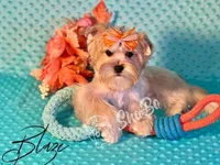 BLAZE, a male Yorkshire Terrier for sale in Henderson, NV – 4 of 4