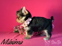 MAXIMA, a female Yorkshire Terrier for sale in Henderson, NV – 2 of 4