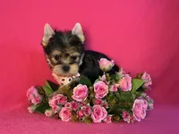MAXIMA, a female Yorkshire Terrier for sale in Henderson, NV – 2 of 5