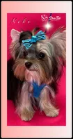 NIKE, a male Yorkshire Terrier for sale in Henderson, NV – Photo 2 of 6
