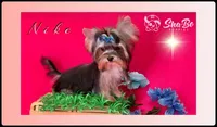 NIKE, a male Yorkshire Terrier for sale in Henderson, NV – Photo 4 of 6