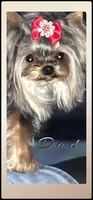 NIKE, a male Yorkshire Terrier for sale in Henderson, NV – Photo 6 of 6