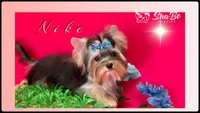 NIKE, a male Yorkshire Terrier for sale in Henderson, NV – Photo 3 of 6