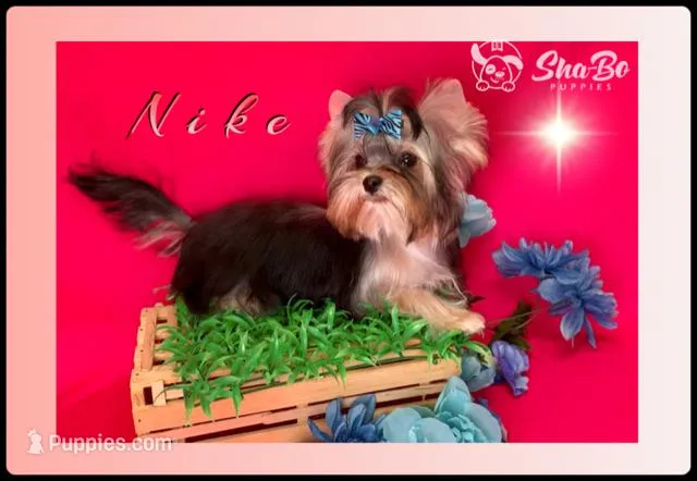 NIKE, a male Yorkshire Terrier for sale in Henderson, NV – Photo 1 of 6
