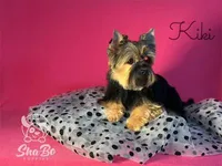 KIKI, a female Yorkshire Terrier for sale in Henderson, NV – 3 of 3