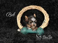 BOB, a male Yorkshire Terrier for sale in Henderson, NV – 3 of 6