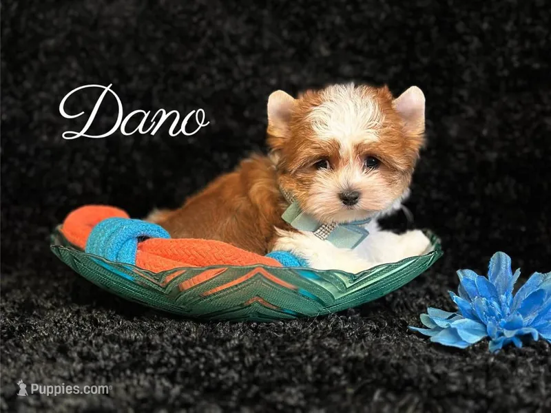 DANO – Yorkshire Terrier puppy for sale in Henderson, NV