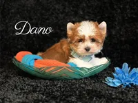 DANO, a male Yorkshire Terrier for sale in Henderson, NV – 1 of 5