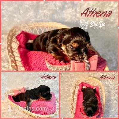 ATHENA – Yorkshire Terrier puppy for sale in Henderson, NV