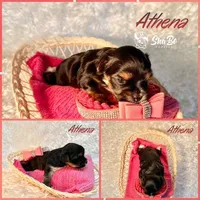 ATHENA, a  Yorkshire Terrier for sale in Henderson, NV – 1 of 1