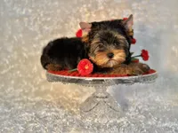 DUKE, a male Yorkshire Terrier for sale in Henderson, NV – Photo 2 of 5