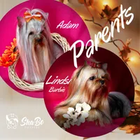 DUKE, a male Yorkshire Terrier for sale in Henderson, NV – Photo 5 of 5