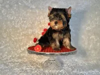 DUKE, a male Yorkshire Terrier for sale in Henderson, NV – Photo 3 of 5