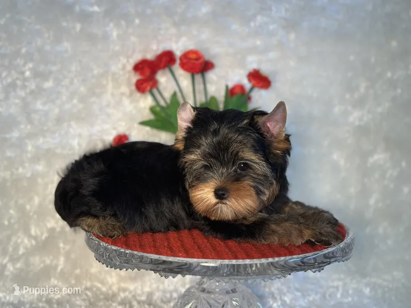 DUKE – Yorkshire Terrier puppy for sale in Henderson, NV
