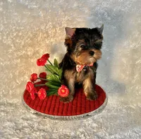 DUKE, a male Yorkshire Terrier for sale in Henderson, NV – Photo 4 of 5