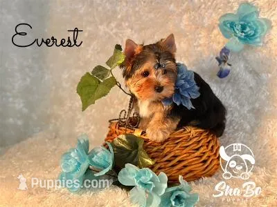 EVEREST – Yorkshire Terrier puppy for sale in Henderson, NV