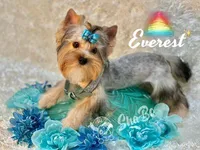 EVEREST, a male Yorkshire Terrier for sale in Henderson, NV – 2 of 3