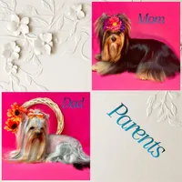 ATTOM, a male Yorkshire Terrier for sale in Henderson, NV – Photo 4 of 4