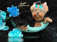 ATTOM, a male Yorkshire Terrier for sale in Henderson, NV – Photo 3 of 4