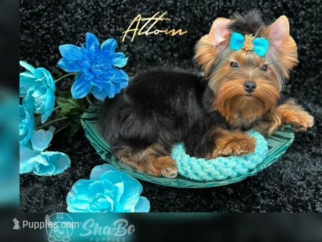 ATTOM, a male Yorkshire Terrier for sale in Henderson, NV – Photo 1 of 4