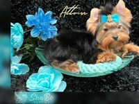 ATTOM, a male Yorkshire Terrier for sale in Henderson, NV – Photo 2 of 4