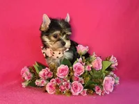 MAXIMA, a female Yorkshire Terrier for sale in Henderson, NV – 3 of 5
