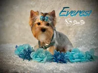 EVEREST, a male Yorkshire Terrier for sale in Henderson, NV – 3 of 3