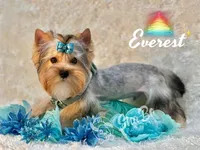 EVEREST, a male Yorkshire Terrier for sale in Henderson, NV – 3 of 3