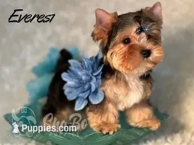 EVEREST, a male Yorkshire Terrier for sale in Henderson, NV – 1 of 6