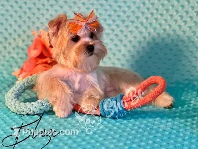 BLAZE – Yorkshire Terrier puppy for sale in Henderson, NV