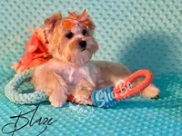 BLAZE, a male Yorkshire Terrier for sale in Henderson, NV – 1 of 4