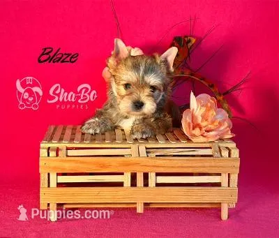 BLAZE – Yorkshire Terrier puppy for sale in Henderson, NV