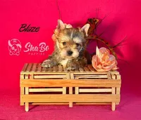 BLAZE, a male Yorkshire Terrier for sale in Henderson, NV – 1 of 4