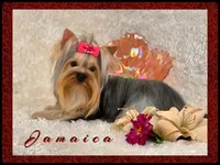 ALLY, a female Yorkshire Terrier for sale in Henderson, NV – Photo 5 of 6
