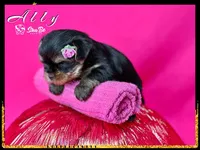 ALLY, a female Yorkshire Terrier for sale in Henderson, NV – Photo 3 of 6