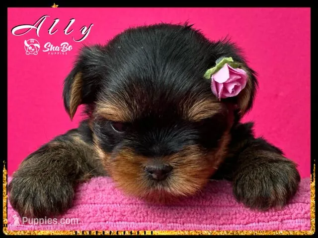 ALLY, a female Yorkshire Terrier for sale in Henderson, NV – Photo 1 of 6