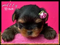 ALLY, a female Yorkshire Terrier for sale in Henderson, NV – Photo 1 of 6