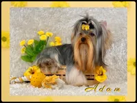 ALLY, a female Yorkshire Terrier for sale in Henderson, NV – Photo 6 of 6