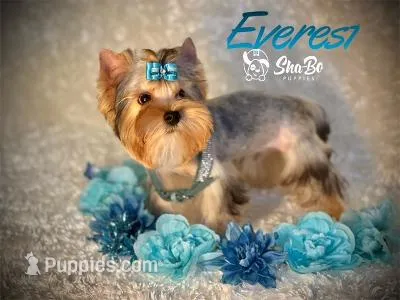 EVEREST – Yorkshire Terrier puppy for sale in Henderson, NV