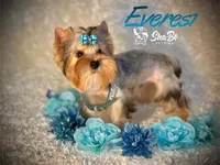 EVEREST, a male Yorkshire Terrier for sale in Henderson, NV – 1 of 3